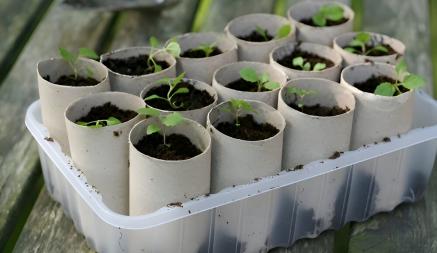 Огородники посоветовали начать собирать втулки от туалетной бумаги. Зачем садить в них семена для рассады?