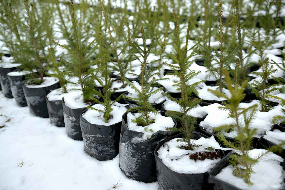 Куда в Минске деть ёлки в кадках? Чиновники назвали список адресов