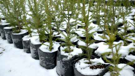 Куда в Минске деть ёлки в кадках? Чиновники назвали список адресов