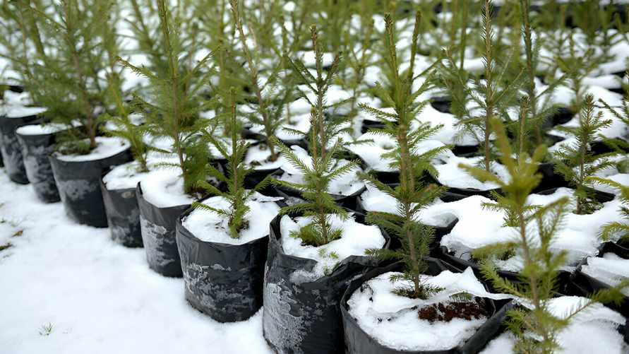 Куда в Минске деть ёлки в кадках? Чиновники назвали список адресов