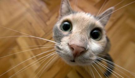 Сколько лет живут кошки? Эксперты назвали цифры для домашних и уличных