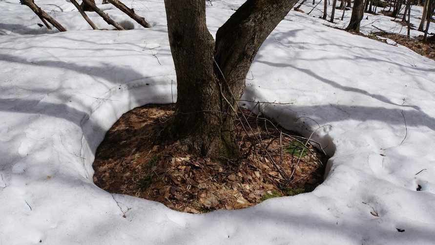 Почему снег вокруг дерева тает быстрее? Лесники объяснили феномен
