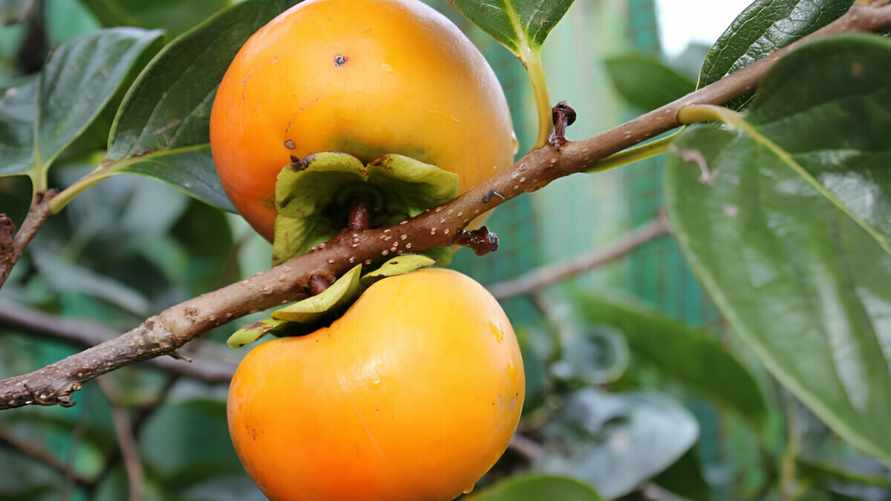 Как белорусам вырастить хурму в горшке? Вот через сколько могут появится фрукты