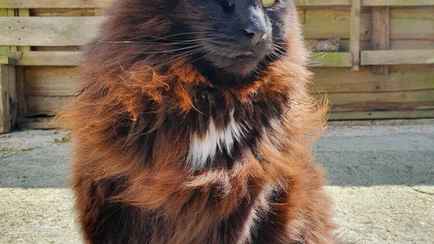 Почему черные кошки рыжеют? Эксперты рассказали, когда стоит обеспокоится