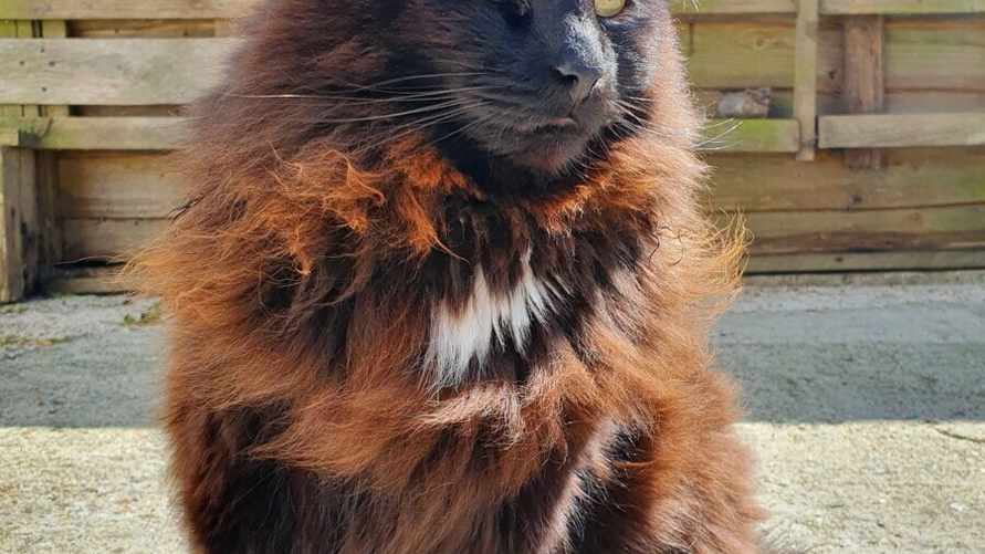 Почему черные кошки рыжеют? Эксперты рассказали, когда стоит обеспокоится