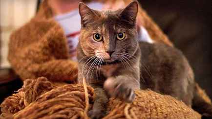 «Радоваться, стиснув зубы» — Эксперт рассказал, как реагировать на эту привычку кошек