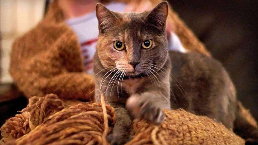 "Радоваться, стиснув зубы" — Эксперт рассказал, как реагировать на эту привычку кошек