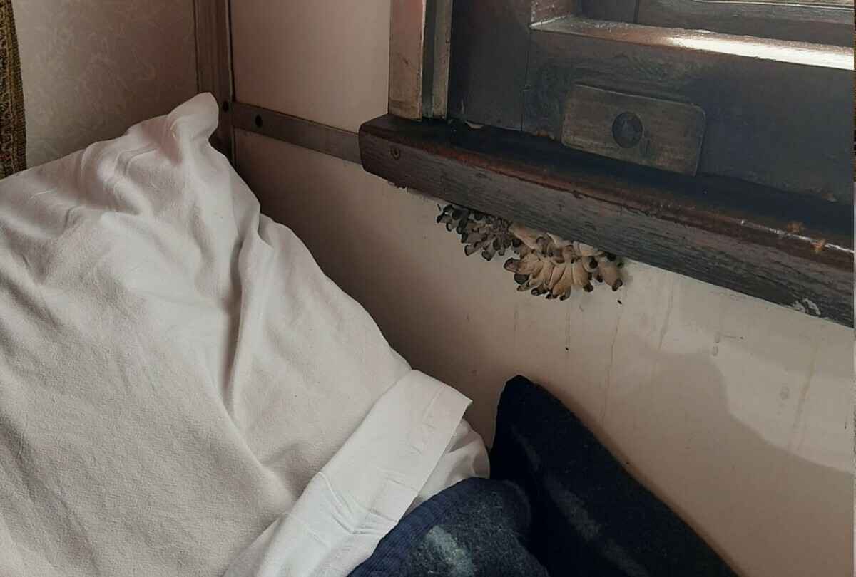 "Это свежий завтрак в постель!" — В украинском поезде возле окна выросли грибы