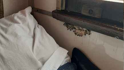 «Это свежий завтрак в постель!» — В украинском поезде возле окна выросли грибы