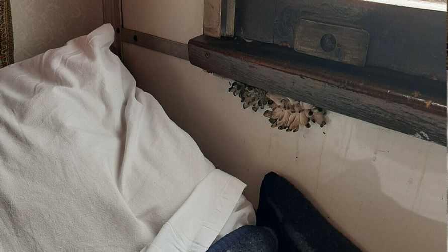 "Это свежий завтрак в постель!" — В украинском поезде возле окна выросли грибы