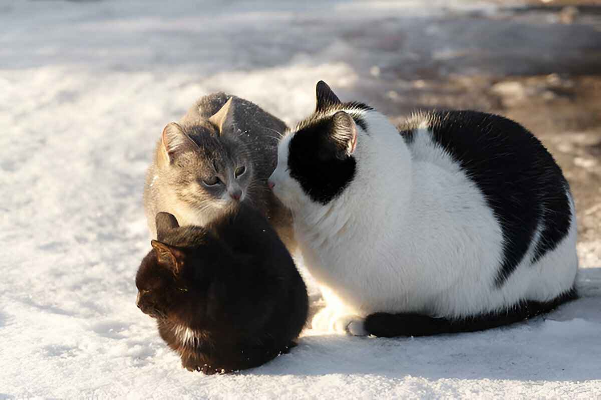 Как помочь бездомным кошкам в морозы? Эксперты рассказали, чем нельзя кормить животных