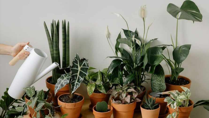 Откажитесь от такого полива комнатных растений зимой. Как избежать смертельной корневой гнили?