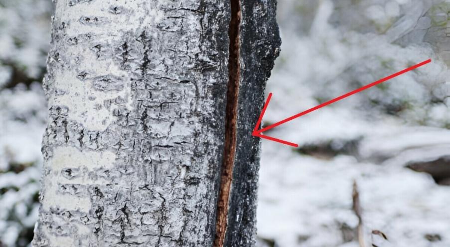 Повреждение деревьев морозом — это явление, которое довольно