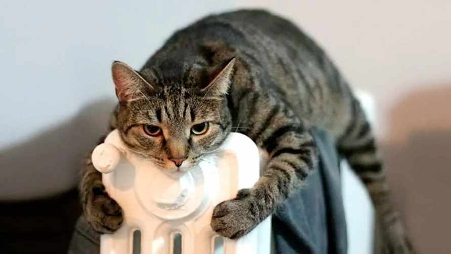 Фото иллюстрационное