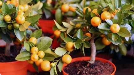 Как белорусам дома вырастить мандарин из косточки? Вот через сколько появятся первые плоды