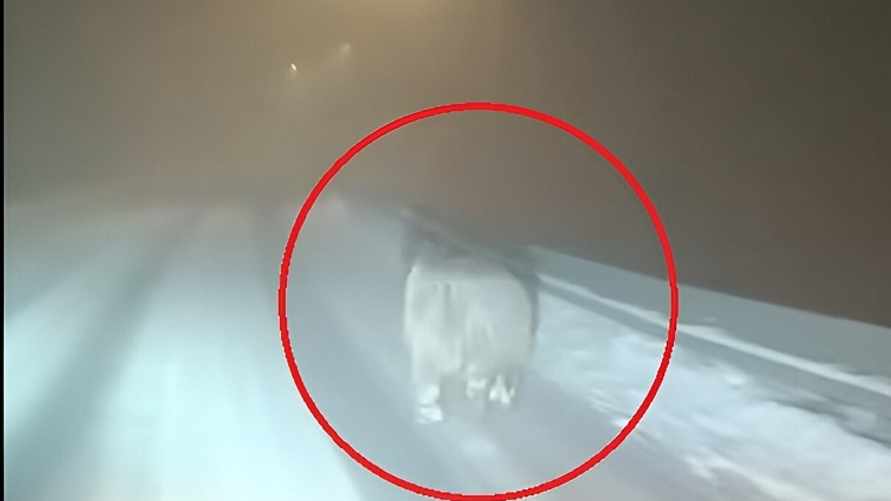 "Определенно пил кофе в сентябре" — Медведя заметили на заснеженной трассе. Почему не впал в спячку?