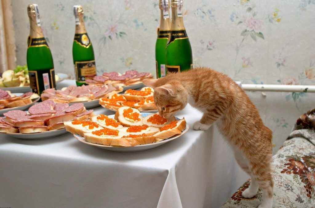 Как белорусам правильно встретить Старый Новый год? Узнали, что поставить на стол и как погадать с кошкой