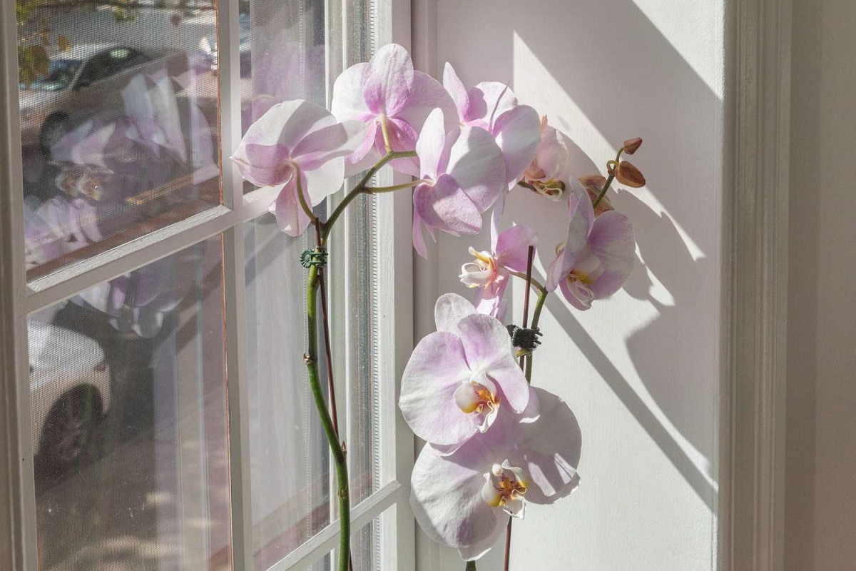 Что делать, если орхидея давно не цвела? Об этой хитрости знают не все