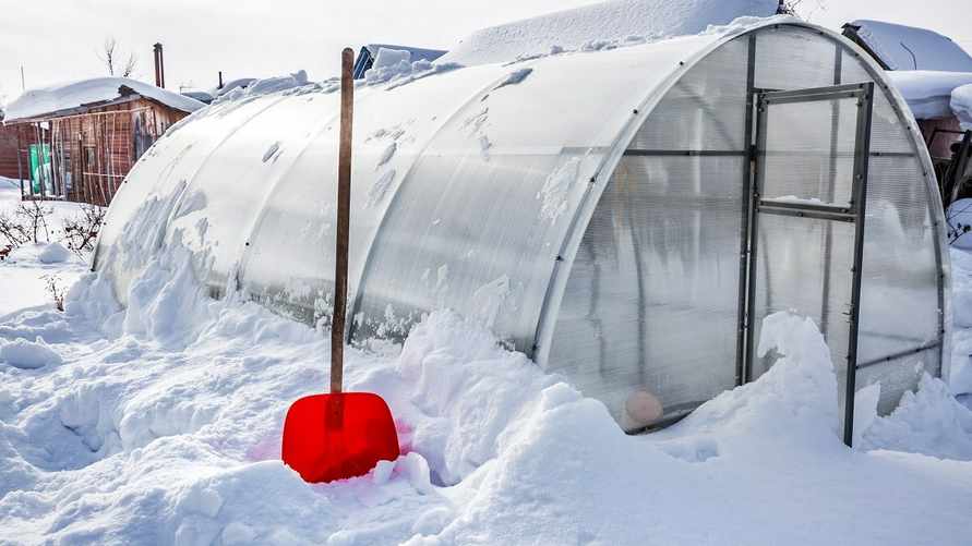 9 важных дел в саду и на огороде в январе. Зачем водить хороводы вокруг деревьев и лепить снеговиков?