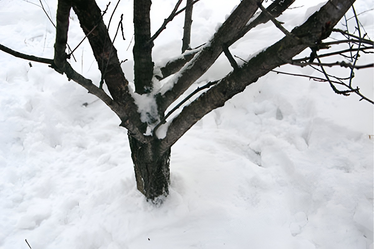 9 важных дел в саду и на огороде в январе. Зачем водить хороводы вокруг деревьев и лепить снеговиков?