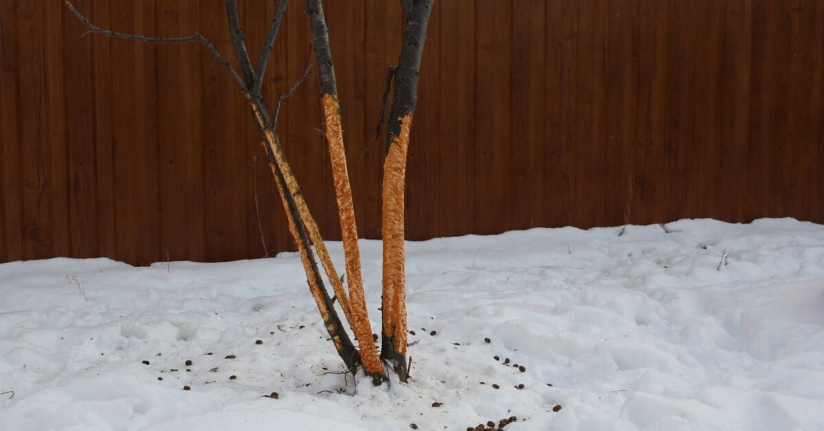 9 важных дел в саду и на огороде в январе. Зачем водить хороводы вокруг деревьев и лепить снеговиков?