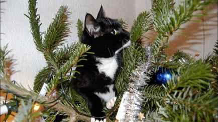 Когда и как убирать новогоднюю ёлку? Эксперты назвали крайний срок