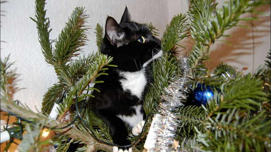 Когда и как убирать новогоднюю ёлку? Эксперты назвали крайний срок