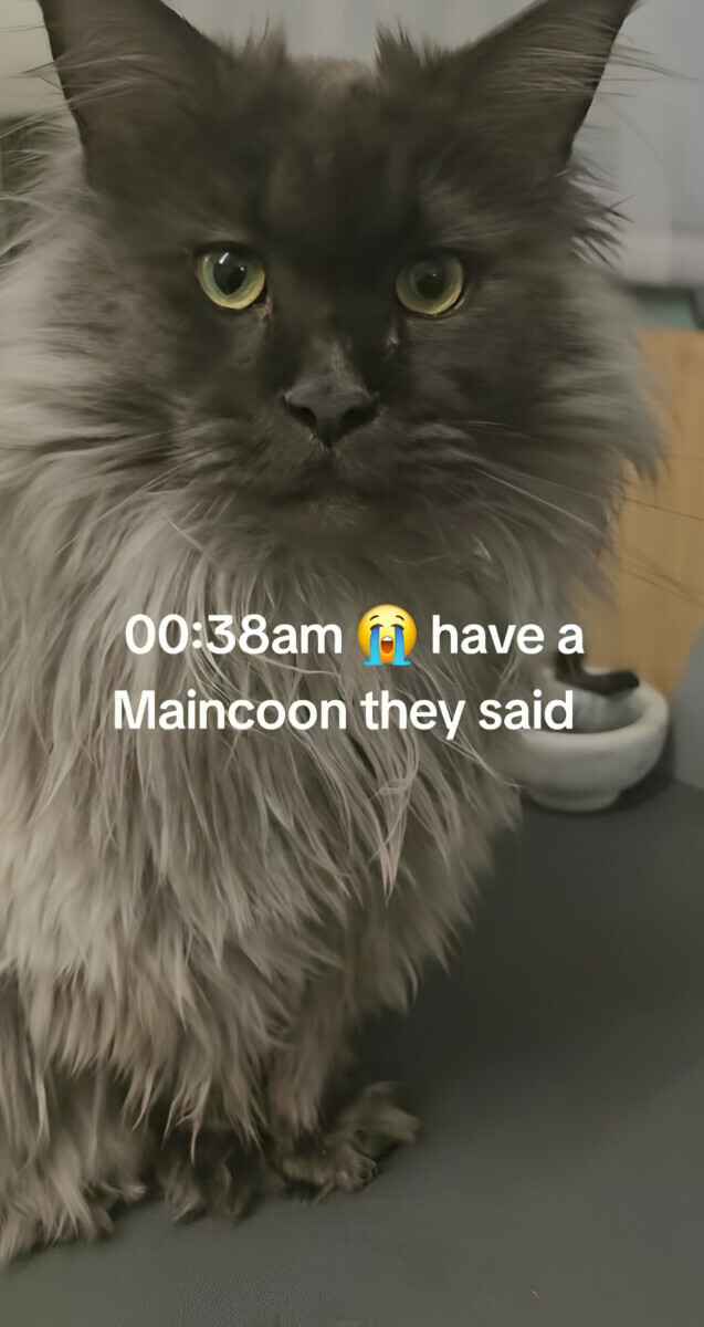 "Смотрит так, словно ты здесь главная проблема" — Женщина проснулась посреди ночи от шума. Что сделал ее кот?