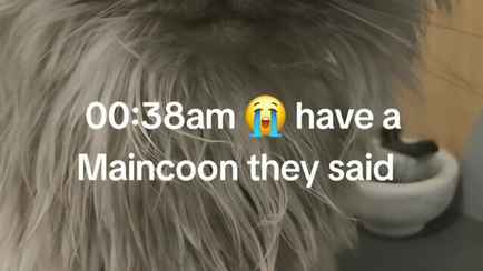 «Смотрит так, словно ты здесь главная проблема» — Женщина проснулась посреди ночи от шума. Что сделал ее кот?