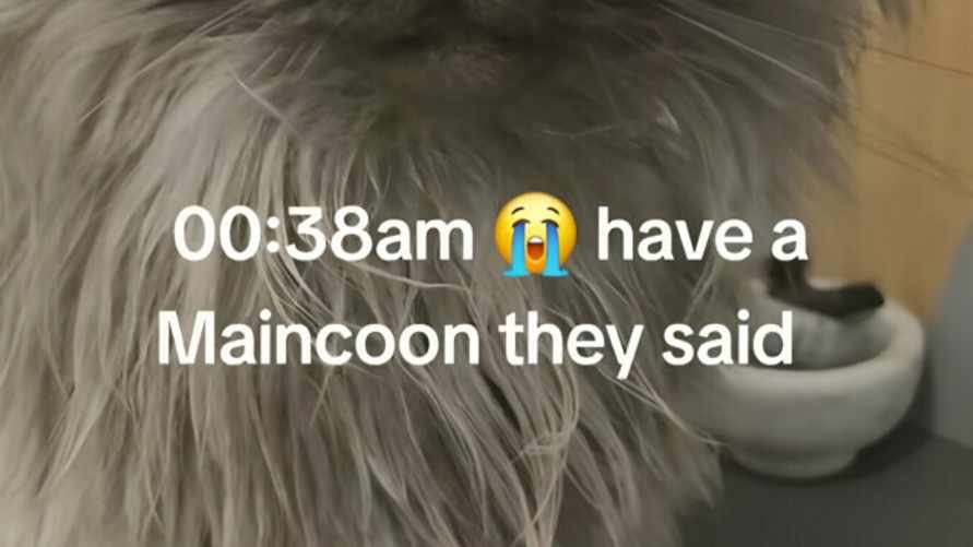 "Смотрит так, словно ты здесь главная проблема" — Женщина проснулась посреди ночи от шума. Что сделал ее кот?