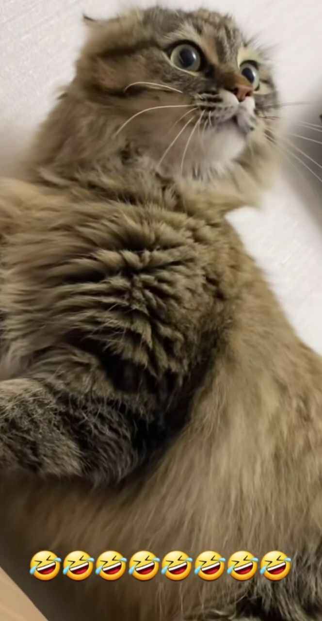 "Знают, когда дурачка включать" — Видео, как кот отказался выполнять свои "обязанности" набрало 2,5 млн просмотров в TikTok