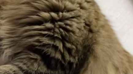 «Знают, когда дурачка включать» — Видео, как кот отказался выполнять свои «обязанности» набрало 2,5 млн просмотров в TikTok