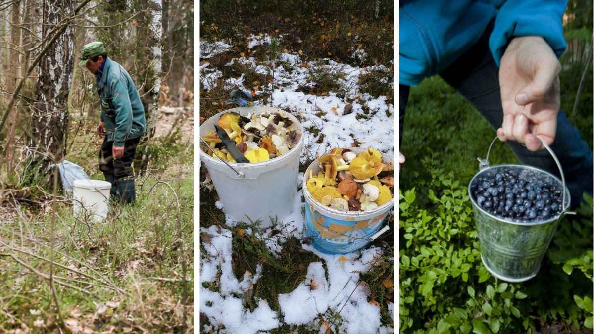 Штраф до 800 рублей. В Беларуси изменили правила сбора берёзового сока, грибов и ягод. Как теперь нужно?