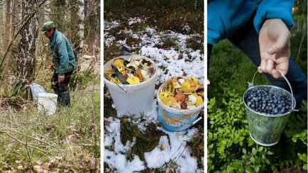 Штраф до 800 рублей. В Беларуси изменили правила сбора берёзового сока, грибов и ягод. Как теперь нужно?