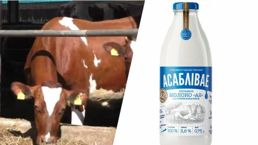 Белорусам предложили «эксклюзивное» молоко А2 от красных коров по 5,73 рубля за литр. Где купить?