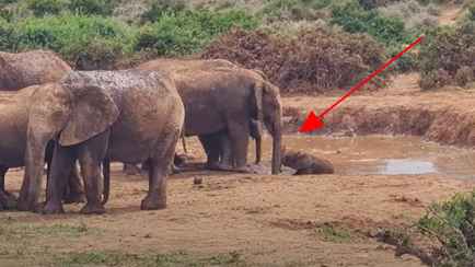 Целое стадо слонов сплотилось ради детеныша, застрявшего в грязи