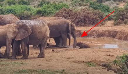 По словам очевидцев, когда слоненок упал в мутную
