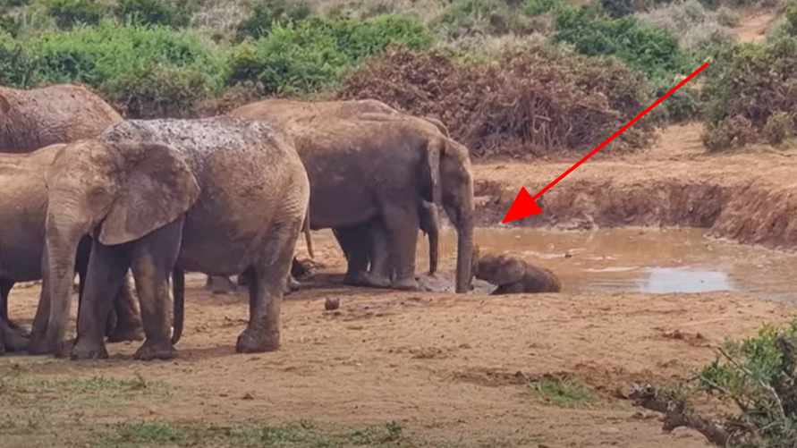 Целое стадо слонов сплотилось ради детеныша, застрявшего в грязи