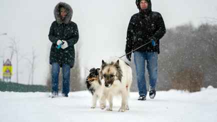 Штраф до 1200 руб. В ЖКХ предупредили об ошибках в содержании домашних животных