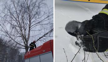 МЧСники показали, как спасли ворону, застрявшую на дереве в Гомеле