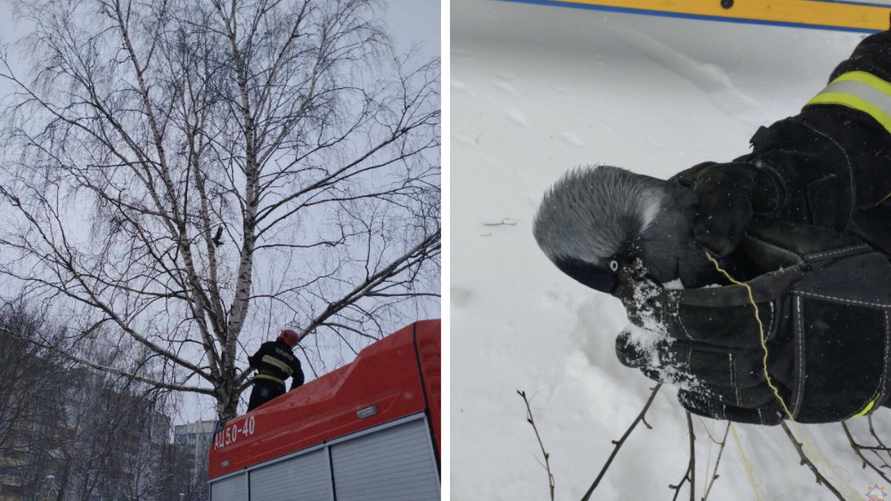 МЧСники показали, как спасли ворону, застрявшую на дереве в Гомеле