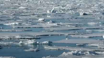 Где медведь? Только суперзоркие люди смогут найти его на картинке за 11 секунд