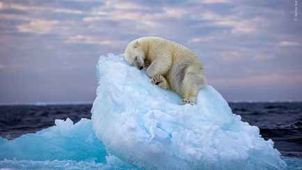 Белый мишка в «ледяной постели» покорил интернет. В Лондоне показали топ-5 лучших фото дикой природы 2023 года