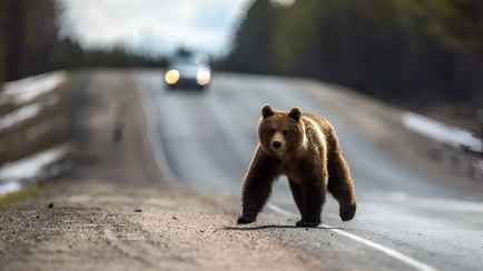 Разрешат охоту на медведей? Минприроды Беларуси предложило скорректировать Красную книгу