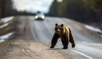 Разрешат охоту на медведей? Минприроды Беларуси предложило скорректировать Красную книгу