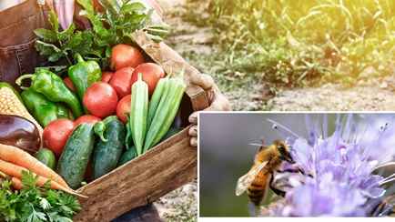 Этим цветком белорусам рекомендовали засеять огород, как только сойдёт снег. Как поможет будущему урожаю?