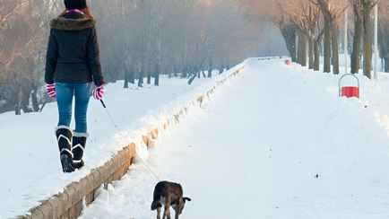В Польше решили находить и штрафовать владельцев по неубранным кучкам собак. Когда в Беларуси?