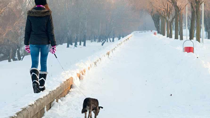 В Польше решили находить и штрафовать владельцев по неубранным кучкам собак. Когда в Беларуси?
