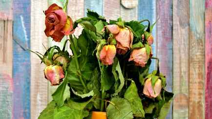 Что делать с увядшими розами? Узнайте, как заново вырастить красивые цветы из стеблей