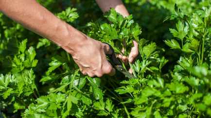 Когда белорусам сеять петрушку? Вот на что нужно обратить особое внимание